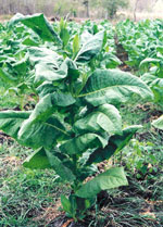 Cuban tobacco plant