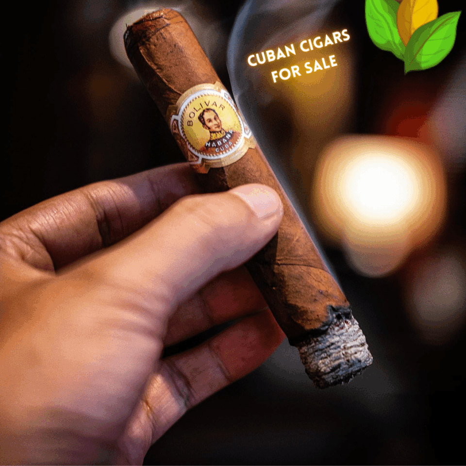 Bolivar Royal Corona Cuban Cigars - Detail View