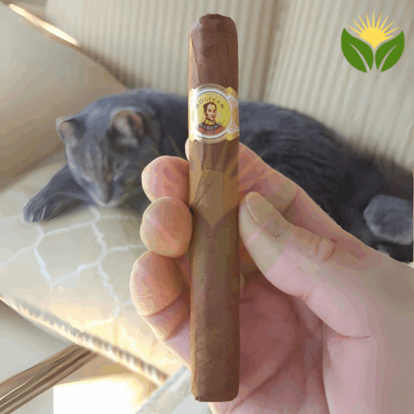 Bolivar Petit Coronas Box View - Authentic Habanos